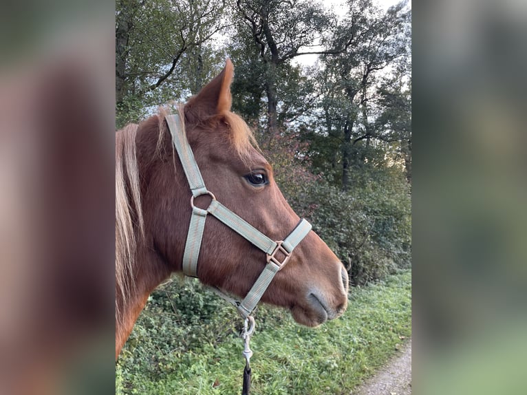 Deutsches Reitpony Hengst 3 Jahre 137 cm Fuchs in Wunstorf