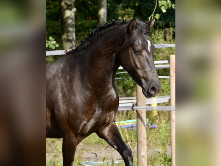 Deutsches Reitpony Hengst 3 Jahre 139 cm Rappe in Lingen