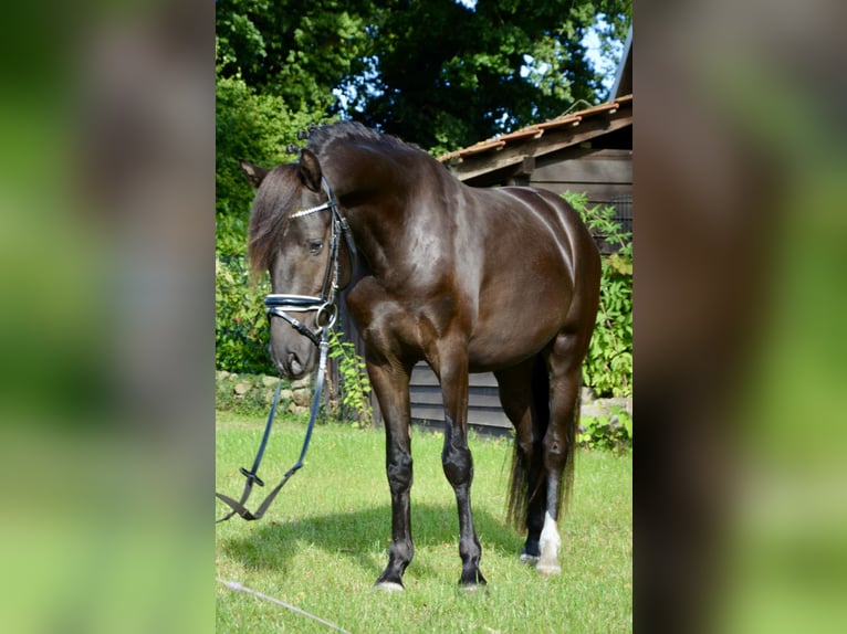 Deutsches Reitpony Hengst 3 Jahre 139 cm Rappe in Lingen