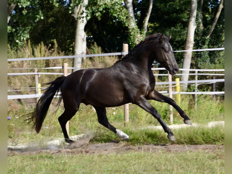 Deutsches Reitpony Hengst 3 Jahre 139 cm Rappe in Lingen