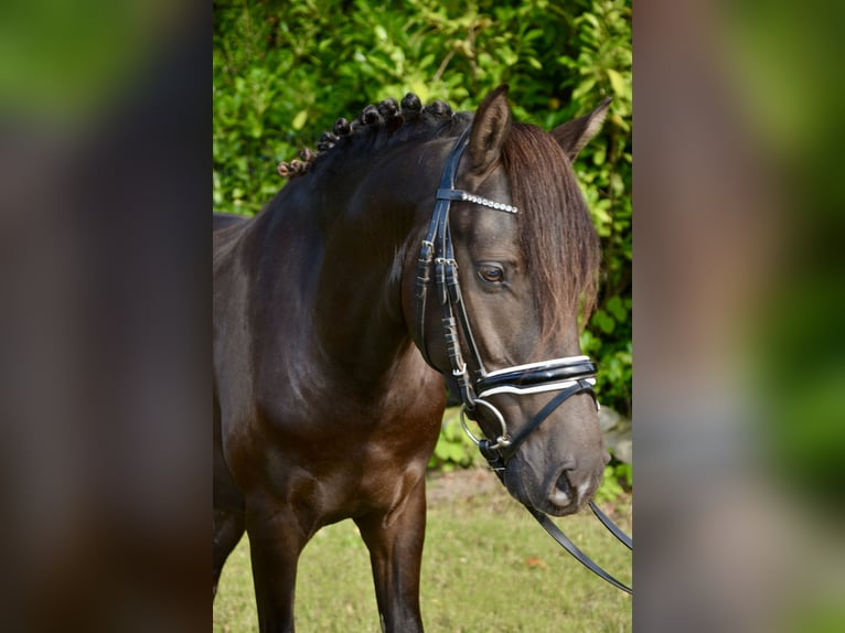 Deutsches Reitpony Hengst 3 Jahre 139 cm Rappe in Lingen