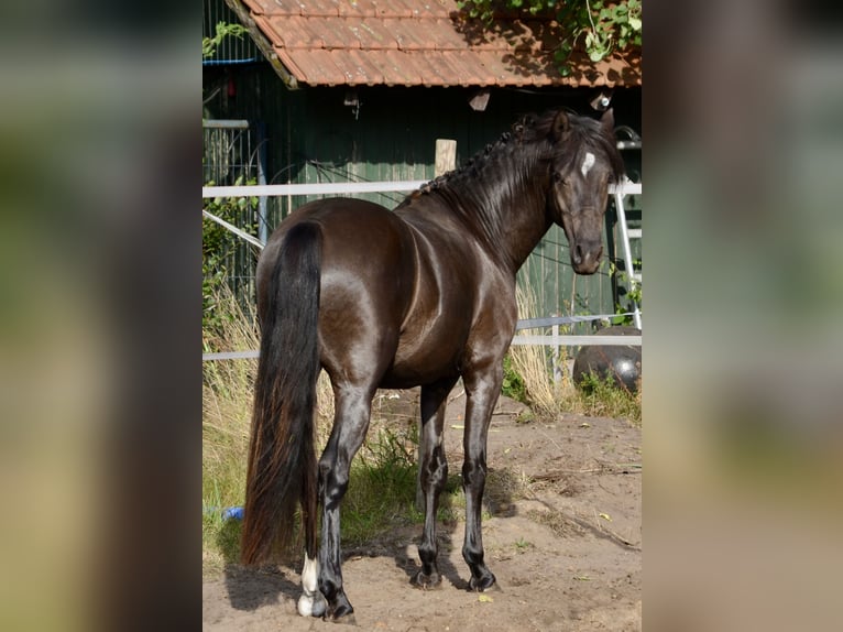 Deutsches Reitpony Hengst 3 Jahre 139 cm Rappe in Lingen