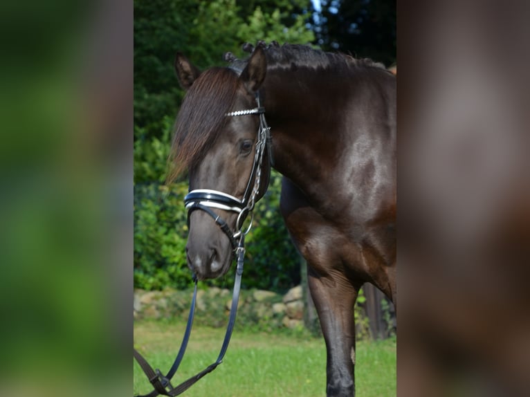 Deutsches Reitpony Hengst 3 Jahre 139 cm Rappe in Lingen