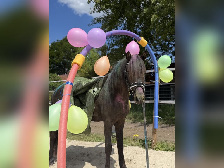 Deutsches Reitpony Hengst 3 Jahre 139 cm Rappe in Lingen