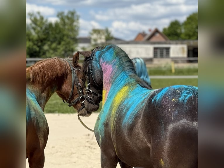 Deutsches Reitpony Hengst 3 Jahre 139 cm Rappe in Lingen