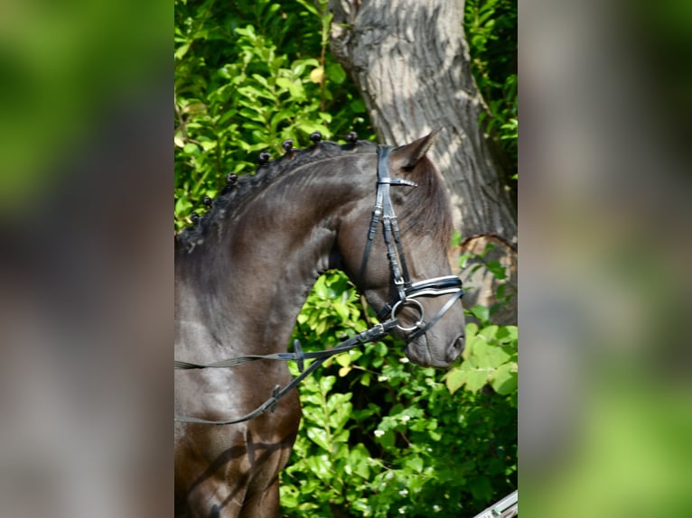 Deutsches Reitpony Hengst 3 Jahre 139 cm Rappe in Lingen