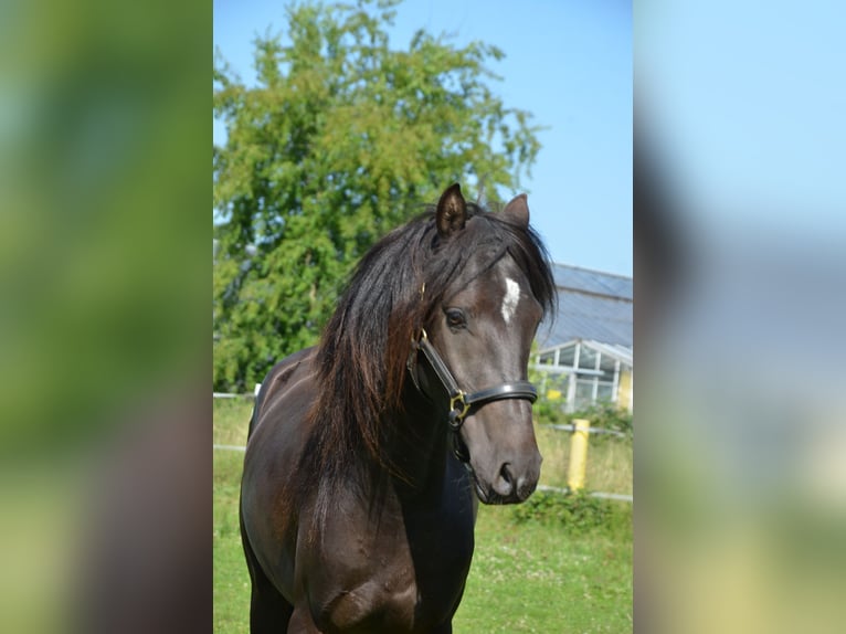 Deutsches Reitpony Hengst 3 Jahre 139 cm Rappe in Lingen