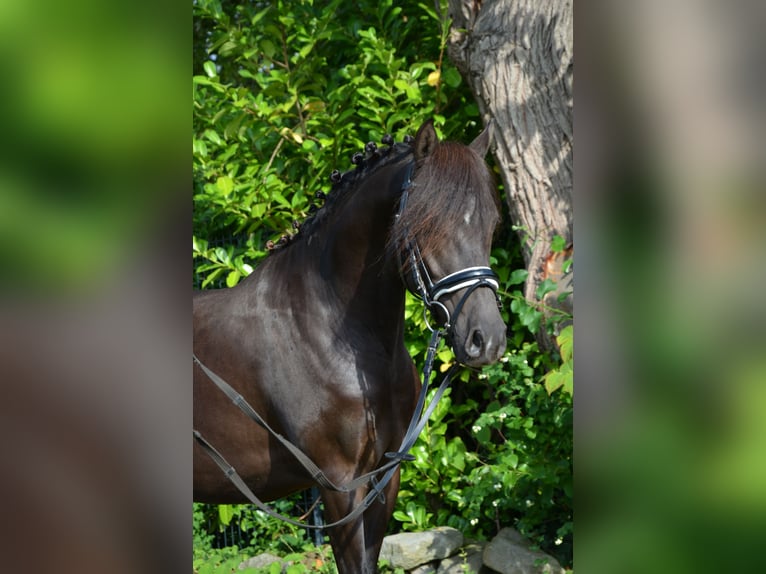 Deutsches Reitpony Hengst 3 Jahre 139 cm Rappe in Lingen