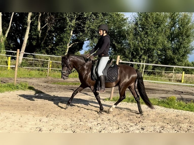 Deutsches Reitpony Hengst 3 Jahre 139 cm Rappe in Lingen
