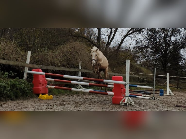 Deutsches Reitpony Hengst 3 Jahre 140 cm Palomino in Bartow
