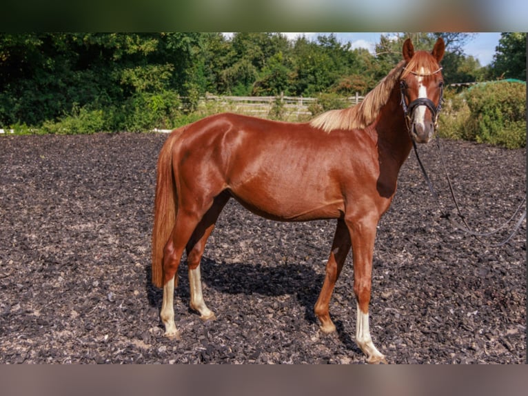 Deutsches Reitpony Hengst 3 Jahre 141 cm Dunkelfuchs in Teltow
