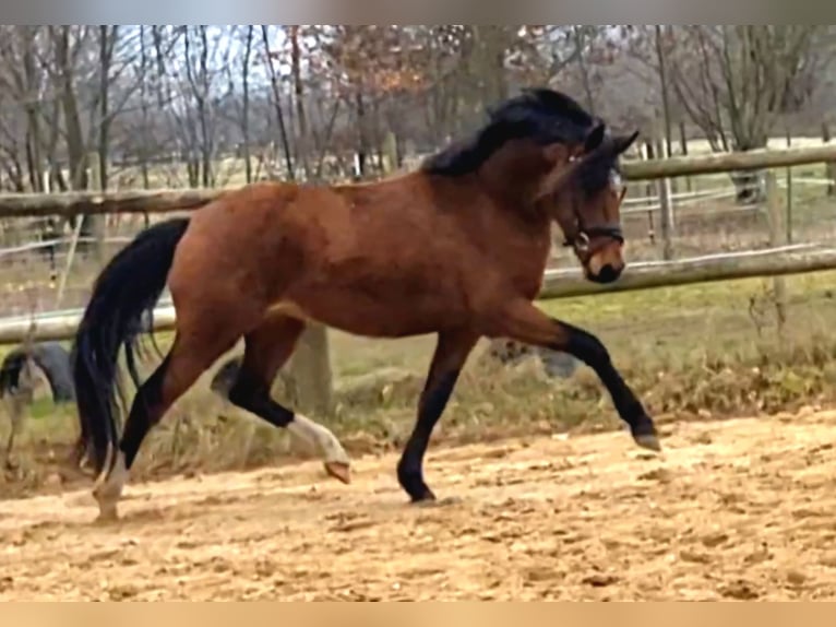 Deutsches Reitpony Hengst 3 Jahre 142 cm Brauner in Borgdorf-Seedorf