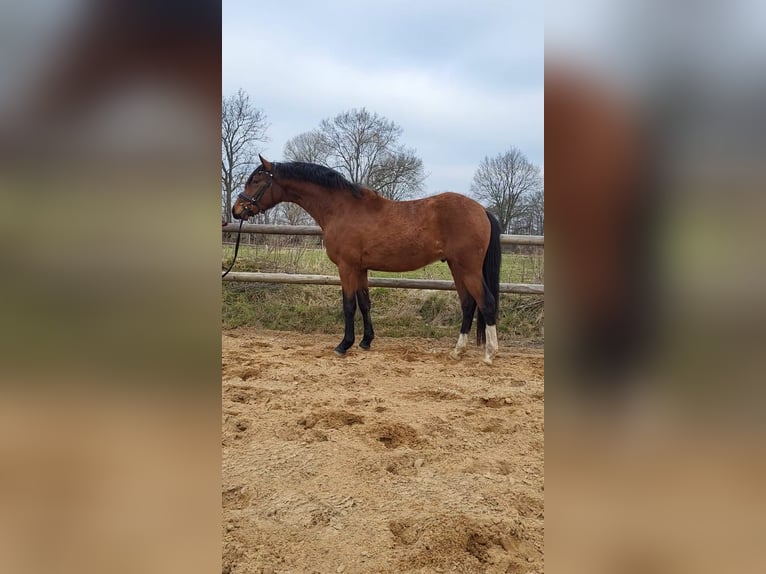 Deutsches Reitpony Hengst 3 Jahre 142 cm Brauner in Borgdorf-Seedorf