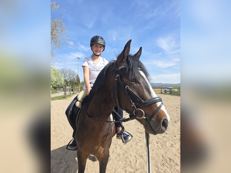 Deutsches Reitpony Hengst 3 Jahre 142 cm Brauner in Einhausen