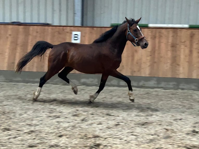Deutsches Reitpony Hengst 3 Jahre 143 cm Brauner in Bruchhausen-Vilsen