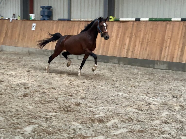 Deutsches Reitpony Hengst 3 Jahre 143 cm Brauner in Bruchhausen-Vilsen