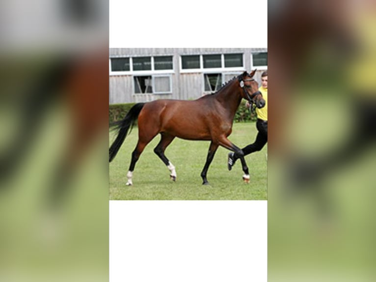 Deutsches Reitpony Hengst 3 Jahre 143 cm Brauner in Bruchhausen-Vilsen