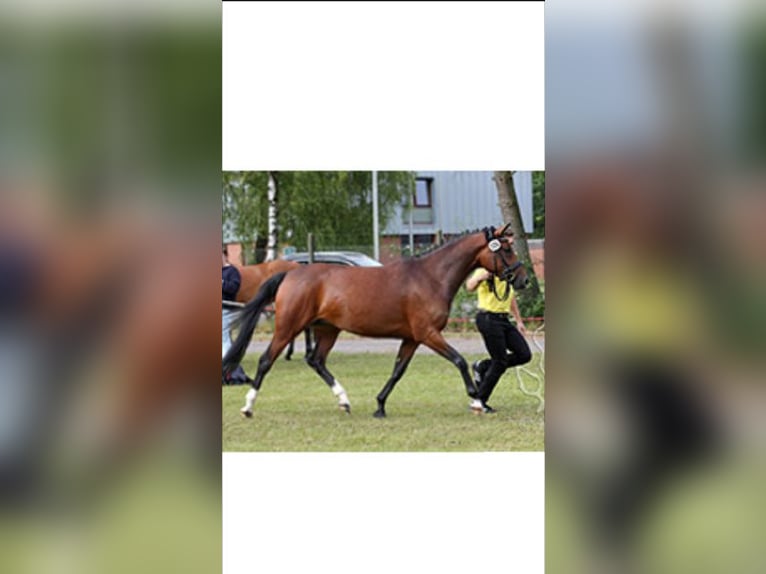 Deutsches Reitpony Hengst 3 Jahre 143 cm Brauner in Bruchhausen-Vilsen