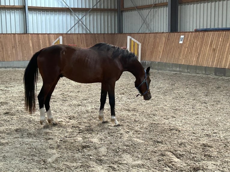 Deutsches Reitpony Hengst 3 Jahre 143 cm Brauner in Bruchhausen-Vilsen