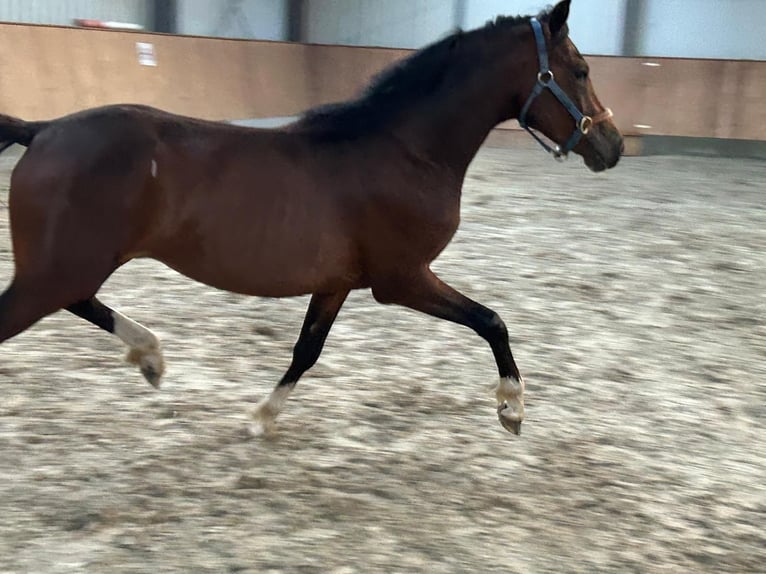 Deutsches Reitpony Hengst 3 Jahre 143 cm Brauner in Bruchhausen-Vilsen
