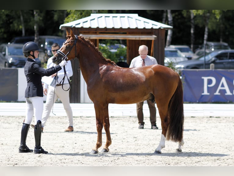 Deutsches Reitpony Hengst 3 Jahre 143 cm Fuchs in Neuenkirchen