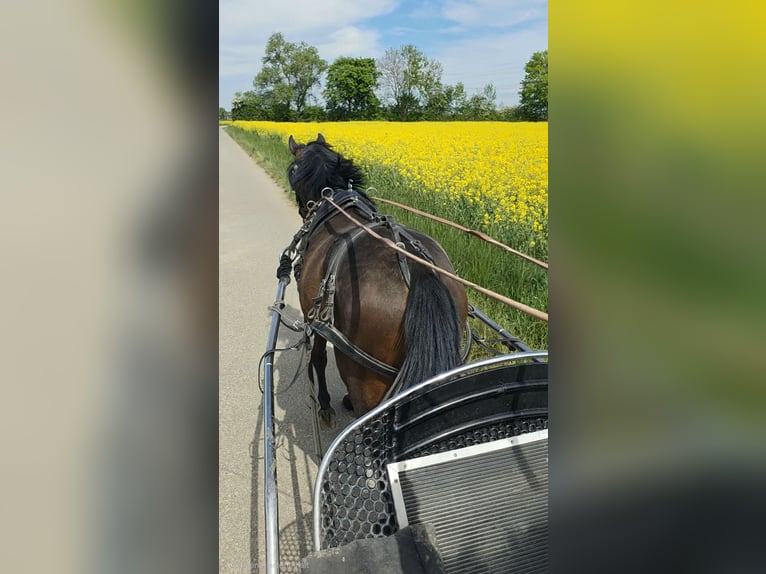 Deutsches Reitpony Hengst 3 Jahre 144 cm Brauner in Bensheim