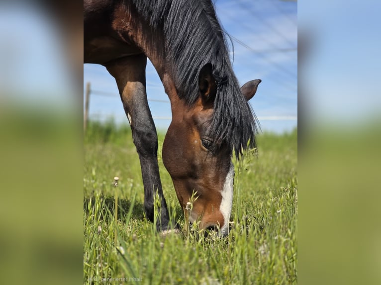 Deutsches Reitpony Hengst 3 Jahre 144 cm Brauner in Bensheim