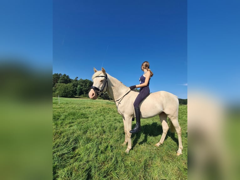 Deutsches Reitpony Hengst 3 Jahre 144 cm Cremello in Rosenau