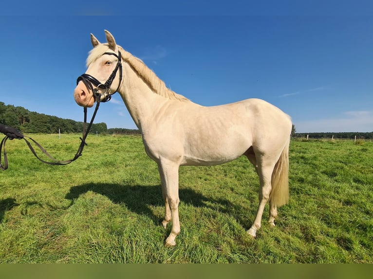 Deutsches Reitpony Hengst 3 Jahre 144 cm Cremello in Rosenau