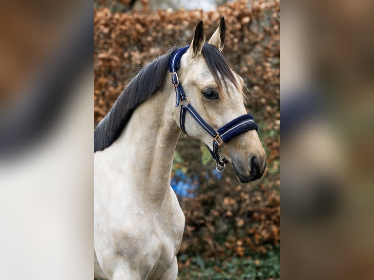 Deutsches Reitpony Hengst 3 Jahre 144 cm in Volkel