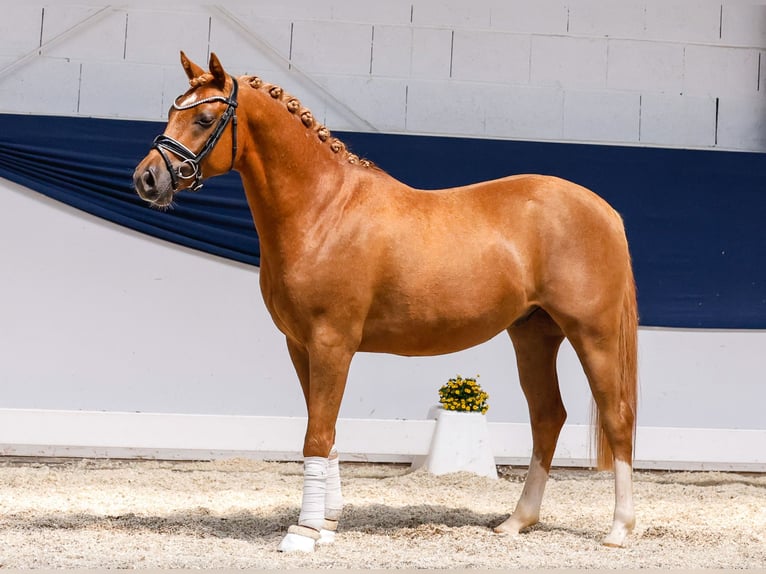 Deutsches Reitpony Hengst 3 Jahre 144 cm Fuchs in Marsberg