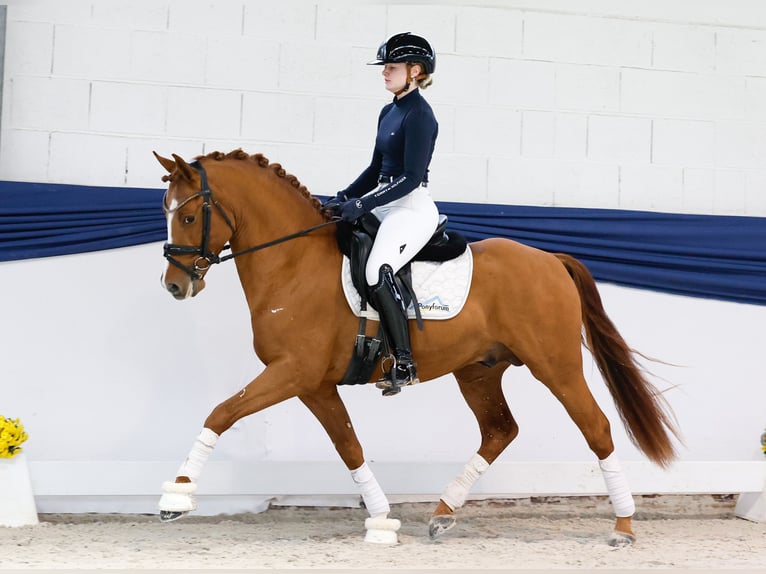 Deutsches Reitpony Hengst 3 Jahre 144 cm Fuchs in Marsberg Deutsches Reitpony Hengst 3 Jahre 144 cm Fuchs in Marsberg