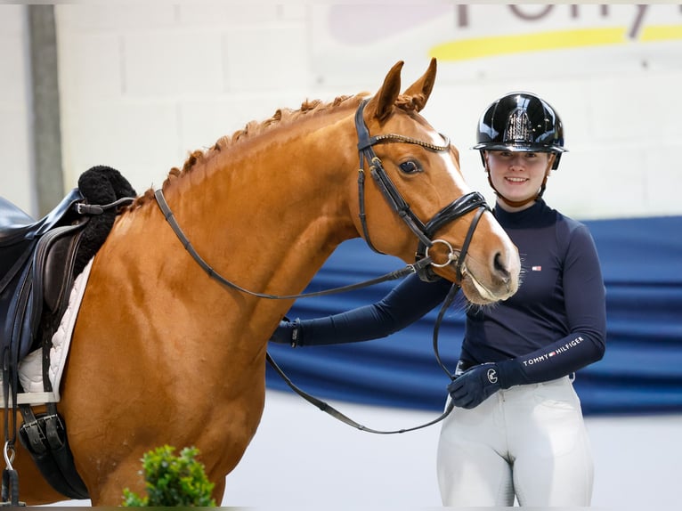 Deutsches Reitpony Hengst 3 Jahre 144 cm Fuchs in Marsberg Deutsches Reitpony Hengst 3 Jahre 144 cm Fuchs in Marsberg