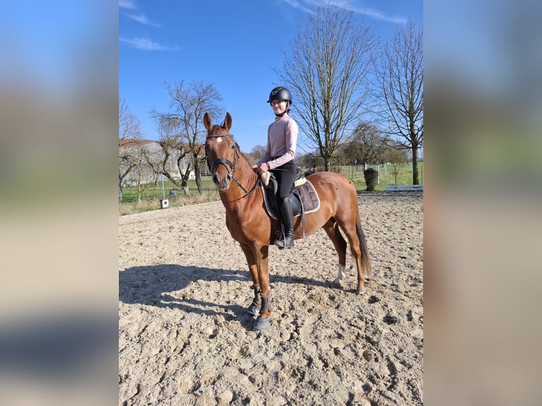Deutsches Reitpony Hengst 3 Jahre 144 cm Fuchs in Medlingen