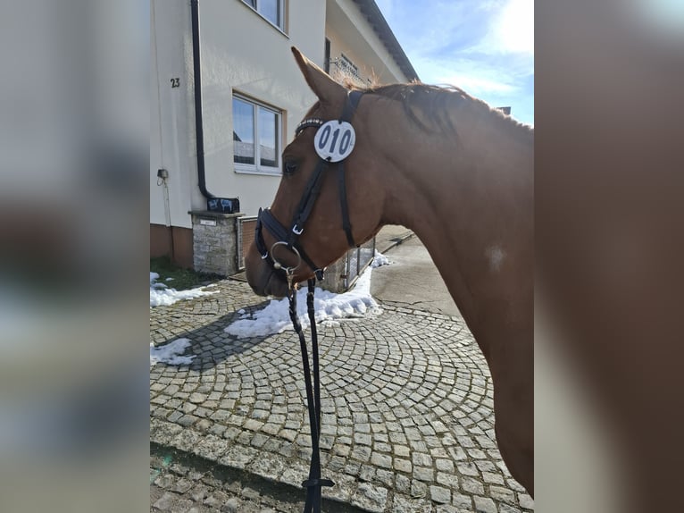 Deutsches Reitpony Hengst 3 Jahre 144 cm Fuchs in Medlingen