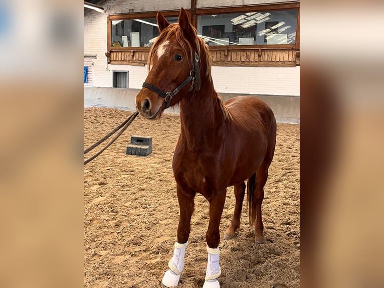 Deutsches Reitpony Hengst 3 Jahre 144 cm Fuchs in Vettweiß