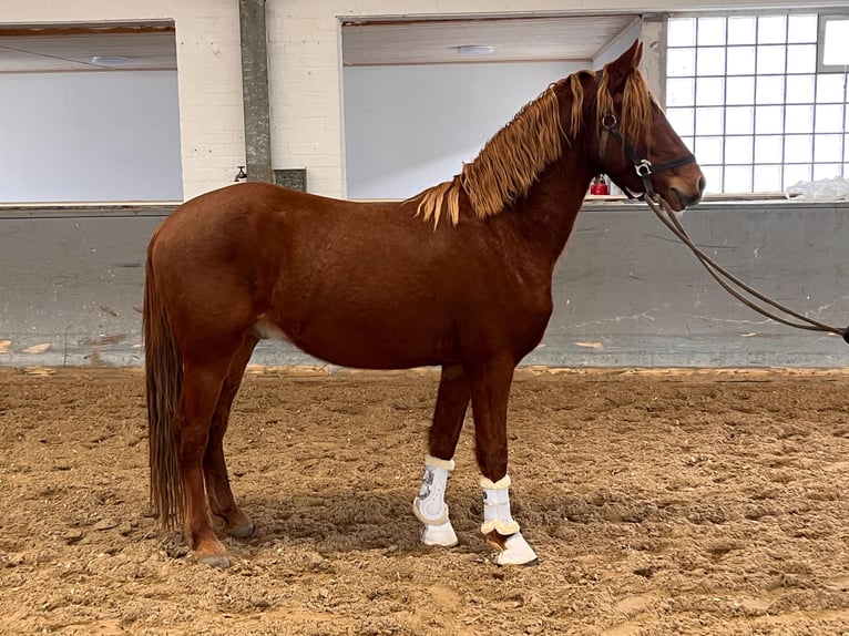 Deutsches Reitpony Hengst 3 Jahre 144 cm Fuchs in Vettweiß