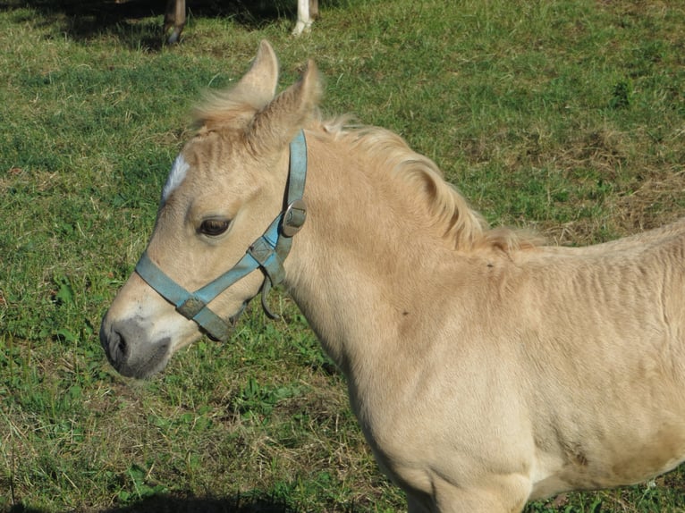 Deutsches Reitpony Hengst 3 Jahre 144 cm Palomino in Frankenberg (Eder)