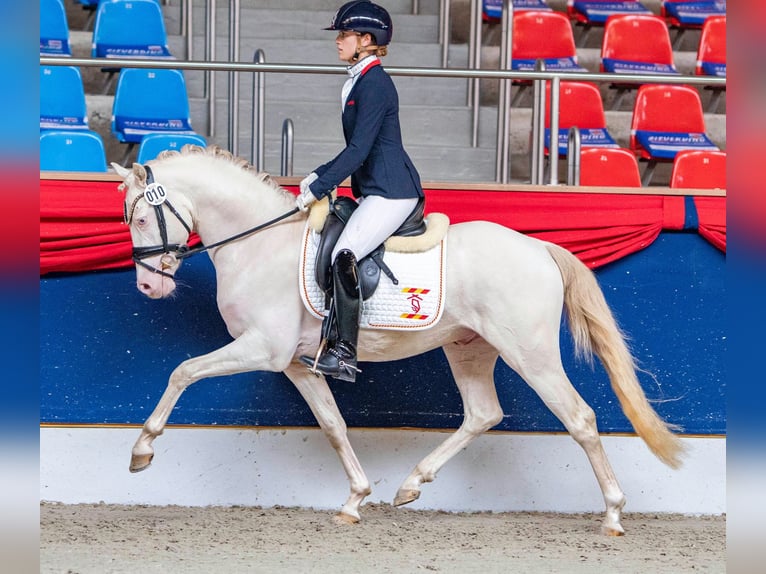 Deutsches Reitpony Hengst 3 Jahre 144 cm Perlino in Rehburg-Loccum Münchehagen