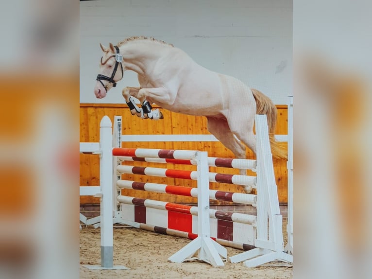 Deutsches Reitpony Hengst 3 Jahre 144 cm Perlino in Rehburg-Loccum Münchehagen