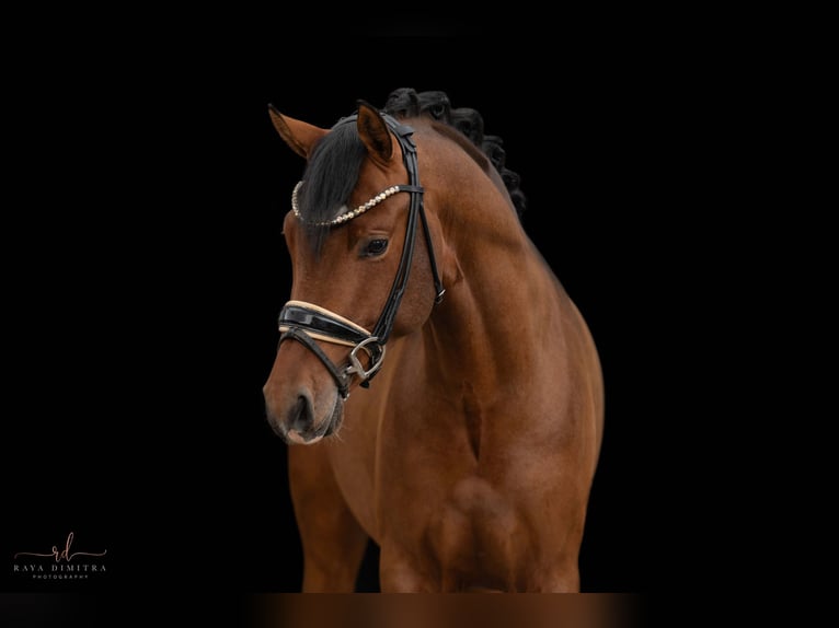 Deutsches Reitpony Hengst 3 Jahre 145 cm Brauner in Wehringen