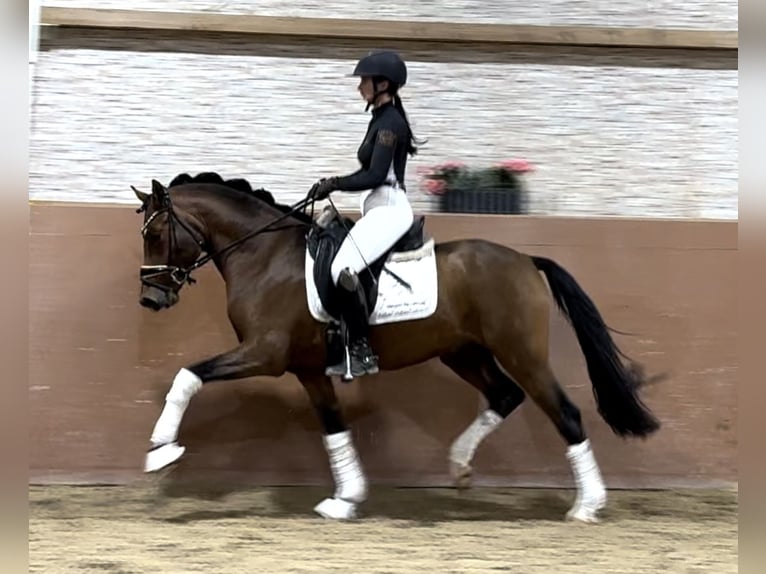 Deutsches Reitpony Hengst 3 Jahre 145 cm Brauner in Wehringen