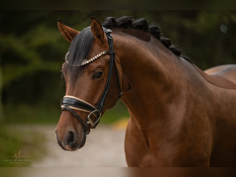 Deutsches Reitpony Hengst 3 Jahre 145 cm Brauner in Wehringen