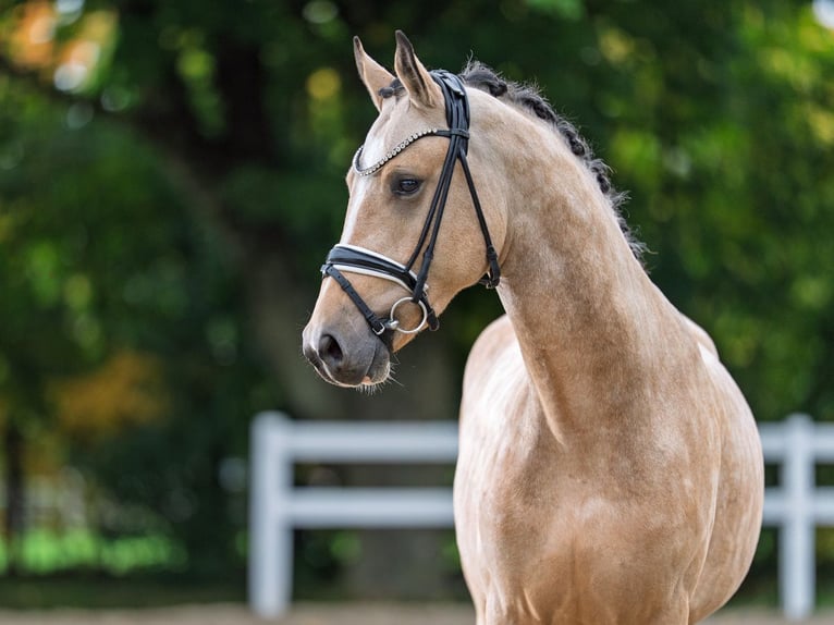 Deutsches Reitpony Hengst 3 Jahre 145 cm Buckskin in Bedburg
