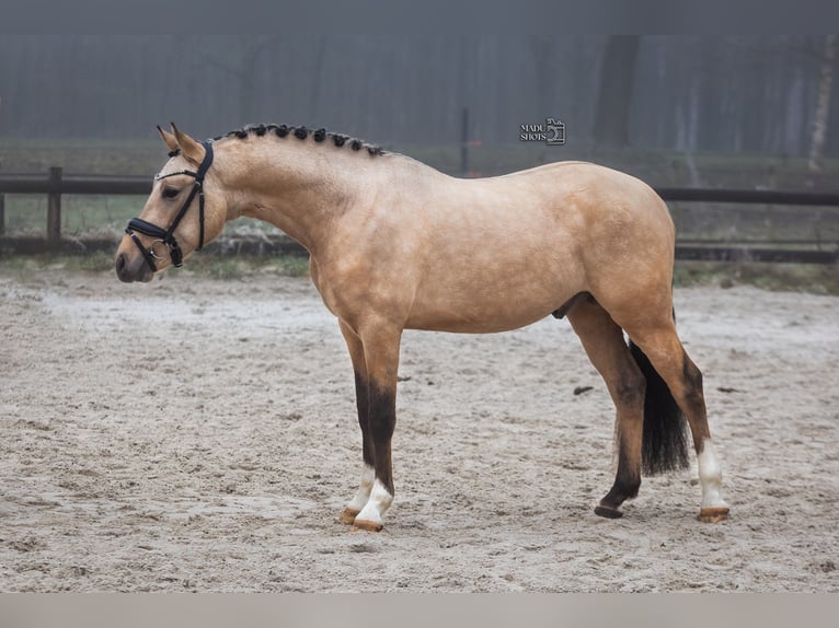 Deutsches Reitpony Hengst 3 Jahre 145 cm Buckskin in Borger