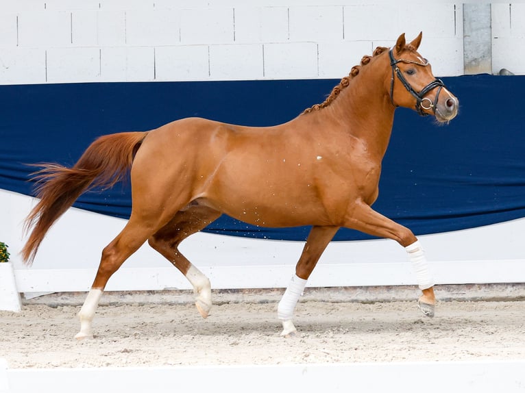 Deutsches Reitpony Hengst 3 Jahre 145 cm Dunkelfuchs in Marsberg