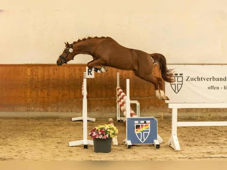 Deutsches Reitpony Hengst 3 Jahre 145 cm Dunkelfuchs in Ahrensburg