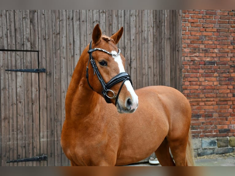 Deutsches Reitpony Hengst 3 Jahre 145 cm Fuchs in Lippetal