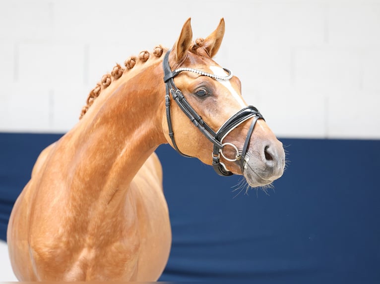 Deutsches Reitpony Hengst 3 Jahre 145 cm Fuchs in Marsberg