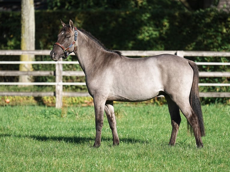 Deutsches Reitpony Hengst 3 Jahre 145 cm Grullo in Bedburg